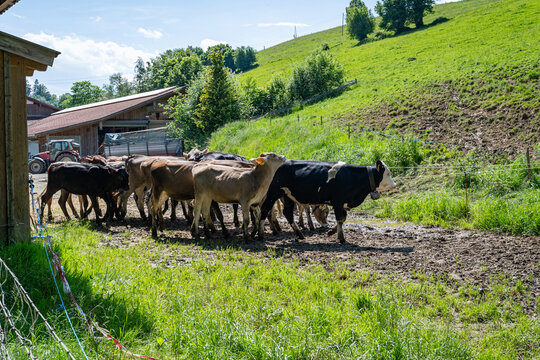 Rinderherde auf dem Weg zur Bergweide am Bauernhof
