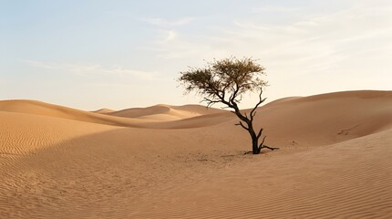 Naklejka premium Solitary Acacia Tree Amidst Rolling Sand Dunes at Sunrise