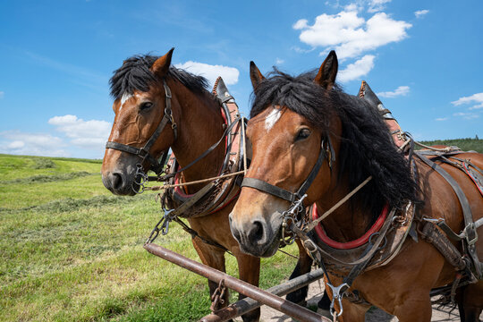 Two draft horses with harness working during traditional hay harvest