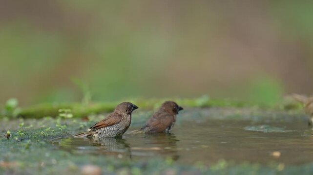 Scaly-breasted Munia (Lonchura punctulata) bird in pond.