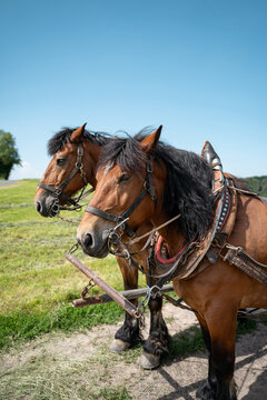 Two draft horses with harness working during traditional hay harvest