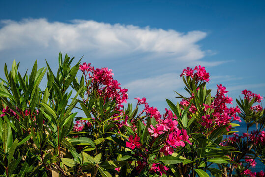 Bougainvillea, Dubrovnik, Croatia