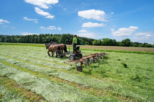 Turning hay with draft horses &ndash; Heavy horse team pulling a tedder across a large meadow.