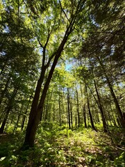 Fototapeta premium Sunlight in the forest