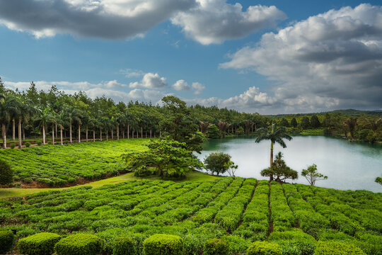 Lush Green Tea Plantation with Scenic Lake and Palm Trees Under Dramatic Cloudy Sky, Bois Cheri, Mauritius