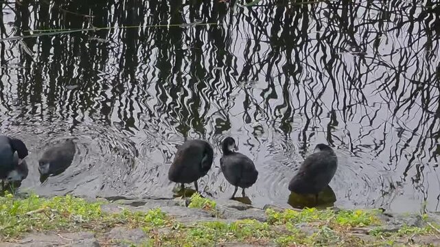 Eurasian coots preening feathers on a pond shore. Group of black waterbirds standing at the stone edge of a lake with water ripples, horizontal video.