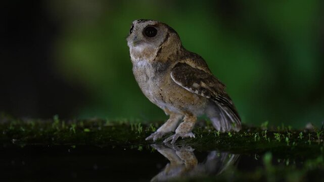 Collared Scops Owl Little baby Owl on ground cute furry Come and drink water in a small pond.