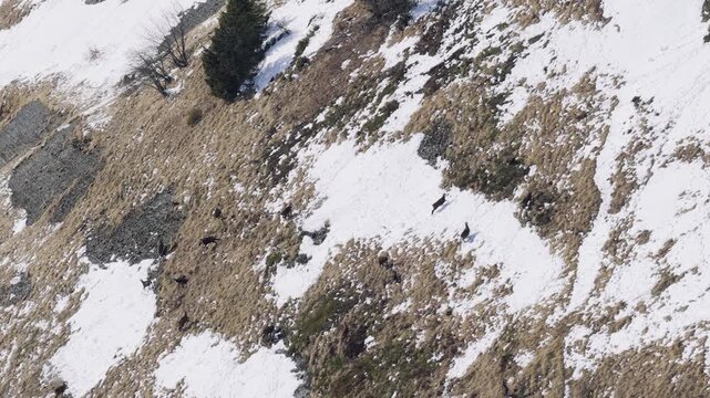 Aerial view of a group of chamois navigating a steep, snow-dappled alpine slope at Col des Aravis in the French Alps. The landscape features patches of snow, exposed grass, rocky outcrops, and