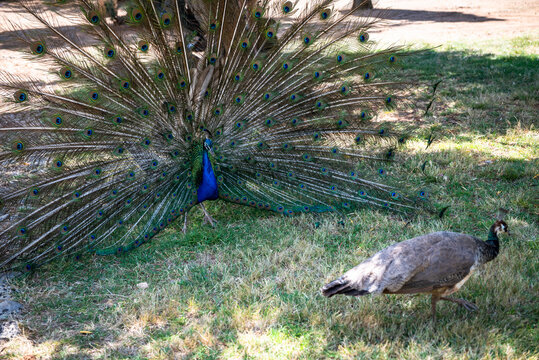 Peacock and peahen, Lokrum island, an uninhabited nature reserve located off the coast of Dubrovnik, Croatia