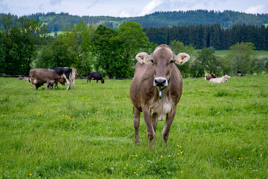Portr&auml;t einer Braunvieh-Kuh auf einer gr&uuml;nen Weide mit Herde