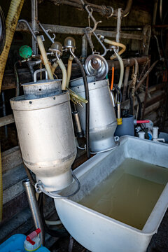 Traditional milking equipment in a cowshed &ndash; Vintage milk cans and milking clusters at a wash station.