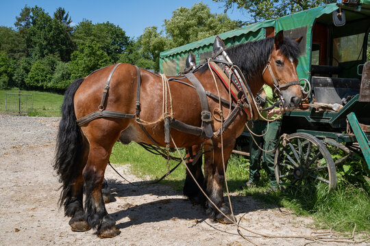 Eingespanntes Kaltblut-Zweigespann am Planwagen &ndash; Kr&auml;ftige Zugpferde mit Geschirr vor einer Kutsche.