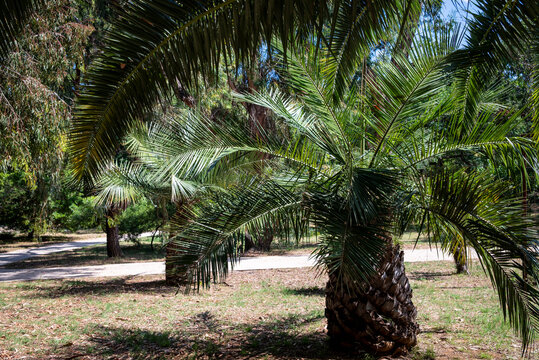 Queen Palm or Cocos Palm, Syagrus romanzoffiana, a fast-growing, tropical palm , Botanical Garden, Lokrum, Dubrovnik, Croatia.