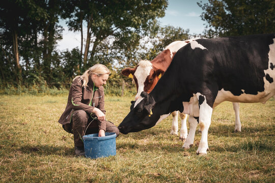 Eine junge Landwirtin in Arbeitskleidung steht mit einem blauen Eimer auf einer gr&uuml;nen Sommerweide und f&uuml;ttert eine kleine Gruppe von schwarz-bunten und rot-bunten Holstein-K&uuml;hen.