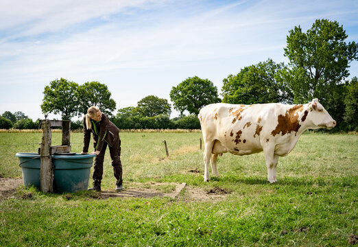 Eine junge Landwirtin in Arbeitskleidung steht an einer gro&szlig;en, gr&uuml;nen Kunststoff-Weidetr&auml;nke auf einer Sommerweide und blickt zu einer rot-bunten Holstein- oder Fleckvieh-Kuh her&uuml;ber.