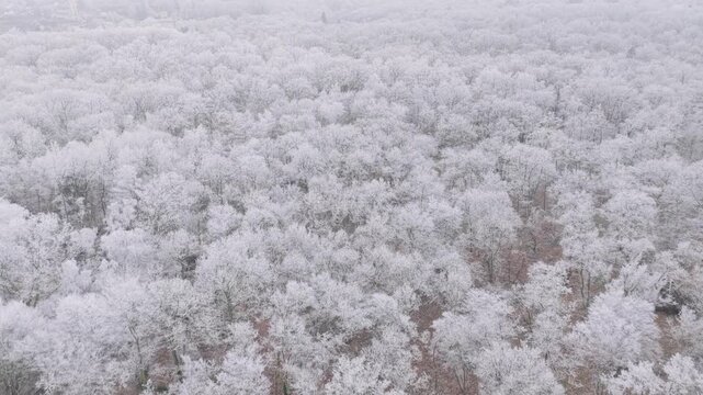 High-angle drone footage of a vast deciduous forest blanketed in fresh snow in the Loiret region of France. The winter landscape features dense, leafless trees with white snow covering the branches