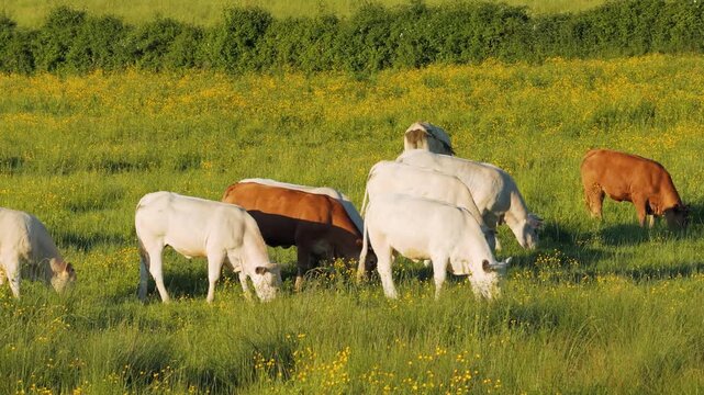 A group of Charolais cows graze peacefully in a lush green pasture dotted with yellow wildflowers near Monbard, Burgundy, France. The cattle, mostly white with a few brown cows, are spread out