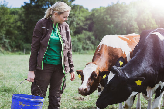 Eine junge Landwirtin in Arbeitskleidung steht mit einem blauen Eimer auf einer gr&uuml;nen Sommerweide und f&uuml;ttert eine kleine Gruppe von schwarz-bunten und rot-bunten Holstein-K&uuml;hen.