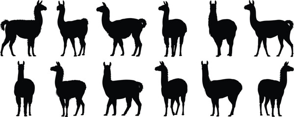 Array of Black Silhouette Llamas in Different Poses on White Background alpaca © QueenMomtaz 