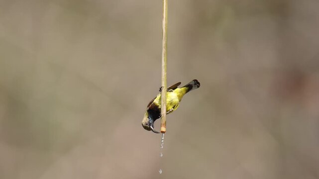 Ornate Sunbird (Cinnyris ornatus) bird drinking water.