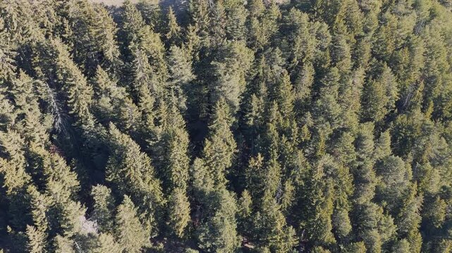 Aerial footage capturing a dense evergreen forest in the French Alps during winter. The video shows a sweeping top-down view of tall coniferous trees, with sunlight casting shadows across the forest