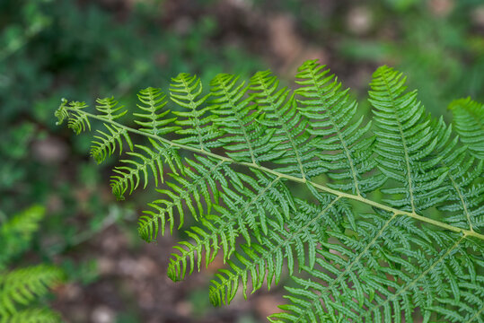 Detailed view of a bracken fern frond, Pteridium aquilinum, in the humid understory of Los Alcornocales Natural Park, Cadiz, Spain
