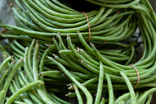 Yardlong bean or asparagus bean
