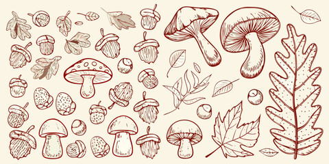 Mushrooms acorns and leaves botanical illustration in brown tones © Promit