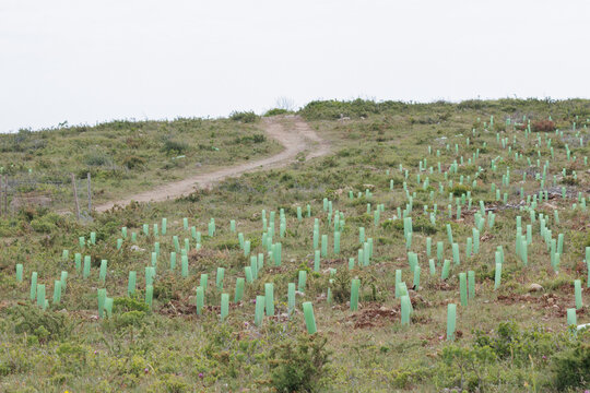 Reforestation project with young tree saplings growing