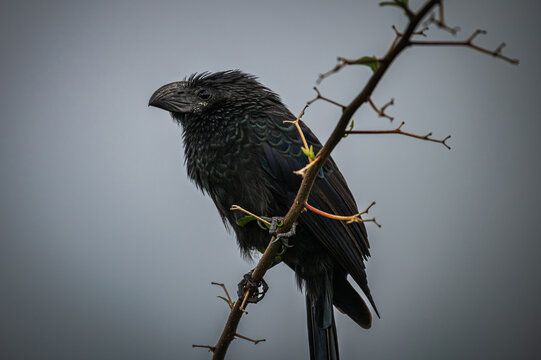 Groove-billed ani (Crotophaga sulcirostris)