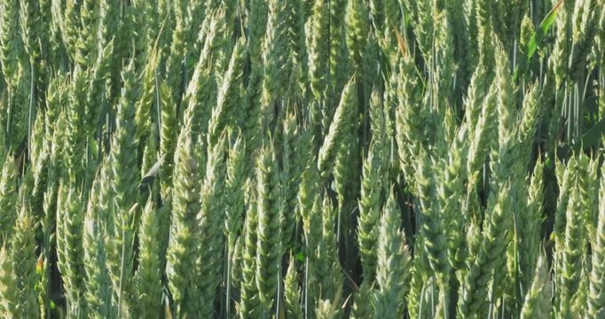 Green wheat field texture moving in wind under bright summer sunlight, sustainable agriculture and agribusiness background video