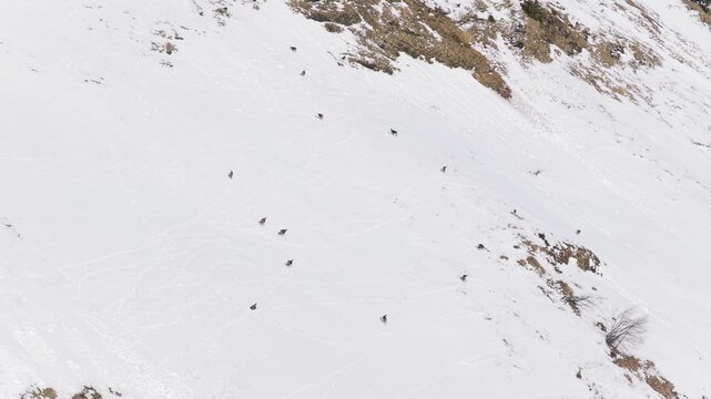 Aerial view of a group of chamois moving across a steep, snow-covered mountain slope at Col des Aravis in the French Alps. The wild animals are scattered across the white landscape, with visible