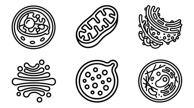 Biological Cell Organelles Icon Set: Line Art Vector Illustrations of Nucleus, Mitochondria, Golgi Apparatus, and Endoplasmic Reticulum
