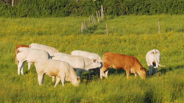 A group of Charolais cows graze peacefully in a lush green meadow dotted with yellow wildflowers near Monbard, Burgundy, France. The scene captures the calm rural landscape typical of spring in the