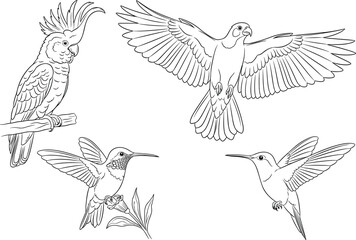 Vector bird illustration set featuring flying falcon perched cockatoo parrot and hummingbirds for wildlife branding logo design and tattooing © AntarChandra