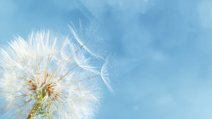 Delicate white summer flower dandelion with fluffy seeds as umbrella on vivid sky, beauty nature background with light flare, copy space. Minimal aesthetic banner with calm, optimism and dreamy mood. © yrabota