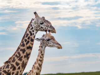 Obraz premium Two Masai giraffes stand nearby under a soft sky
