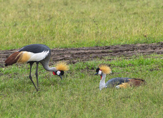 Naklejka premium Graceful crowned cranes stand in lush green grass