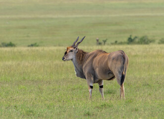 Naklejka premium Antilope eland stands in a vast sunlit meadow