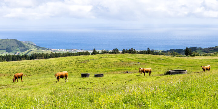 Cows in a pasture on the island of Faial panorama on the Azores, Portugal
