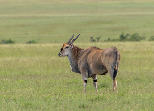Antilope eland stands in a vast sunlit meadow