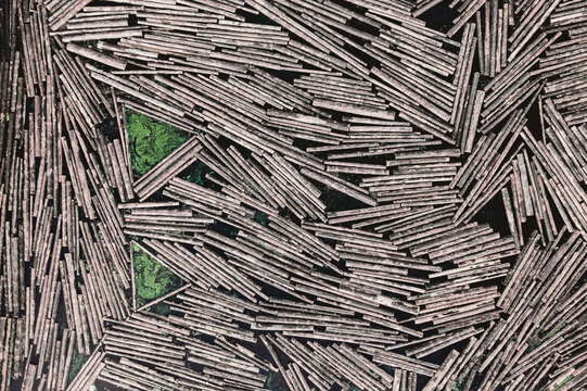 Aerial view of numerous wooden logs floating in dark water with patches of green algae in Riga, Latvia.