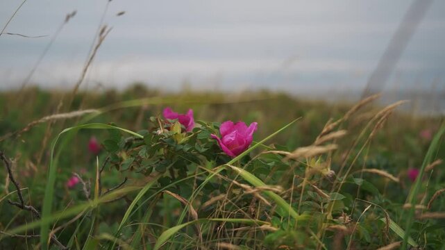 Coastline Where Rugosa Roses Bloom
