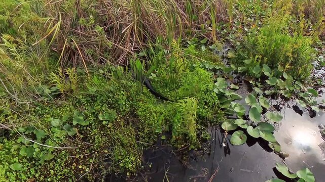 Slinking Away: 4K Video of an Adult American Alligator Slowly Disappearing Into Dense Reeds on a Central Florida Lake