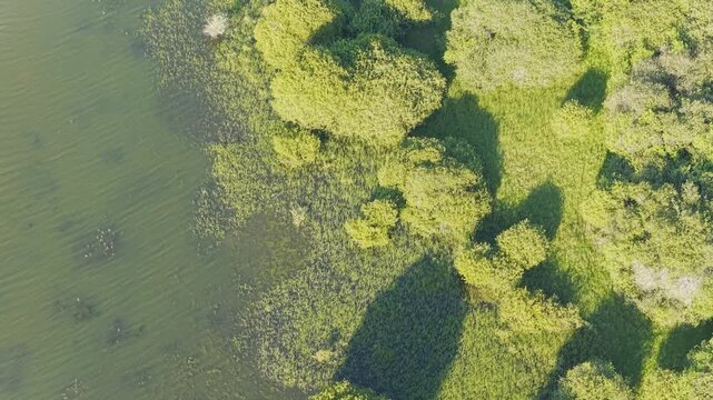 High-resolution aerial footage showing the vibrant green shoreline of Lac du Bourdon in France. The video captures the edge of the lake where clear water meets dense, leafy trees and grassy patches