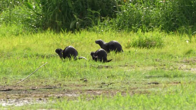 Lakeside Play: 4K Close-Up of North American River Otters on a Grassy Shoreline, Florida