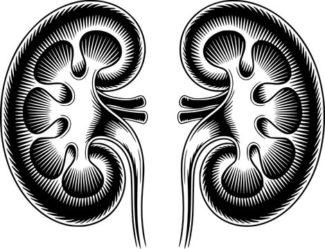 解剖学と医学の概念を表す、人間の腎臓の詳細な白黒イラスト
