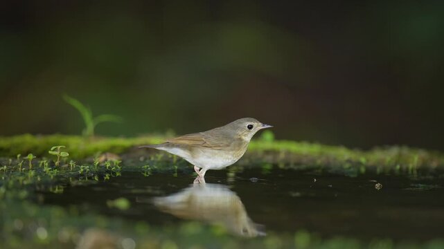 Common chiffchaff, Phylloscopus collybitabird in pond.
