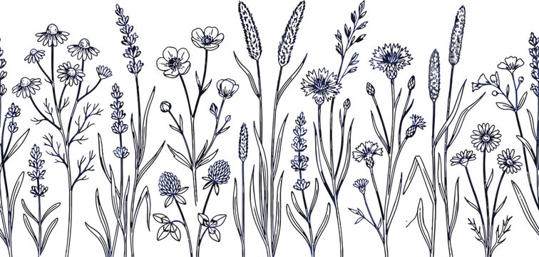 Wildflower meadow border seamless pattern with hand drawn botanical sketches of lavender chamomile and cornflower vector illustration