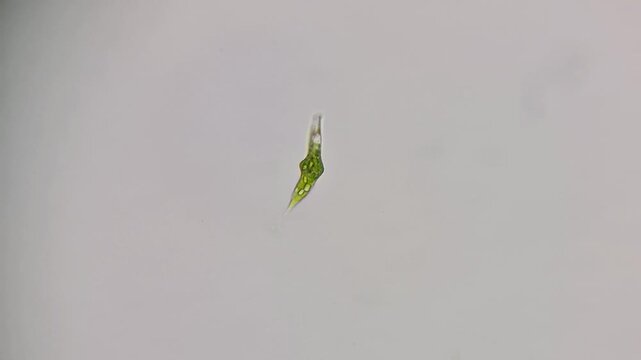 Microscopic view of a single-celled green alga microorganism in water sample 